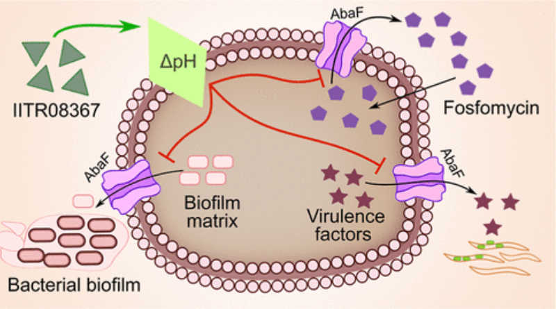 IIT Roorkee discovered a molecule to fight against urinary infections