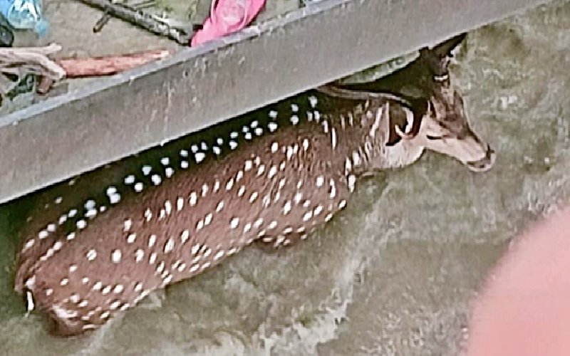 A deer trapped in the gate of the Gandak barrage.