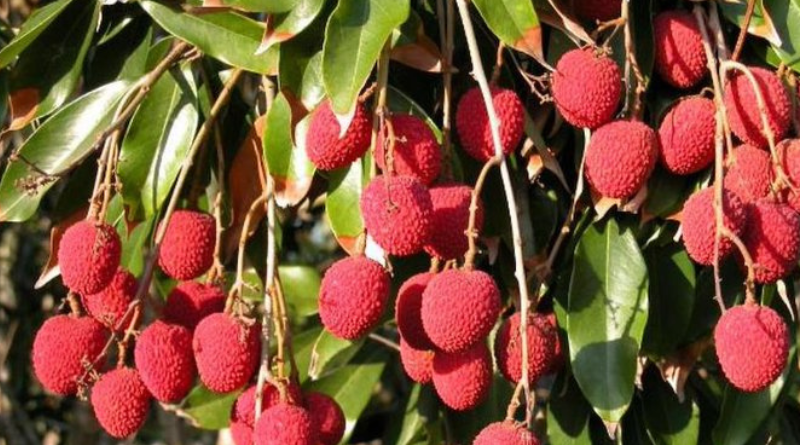 Sonpur division launches major litchi transport plan from Bihar, targets 22,100 tons shipment.