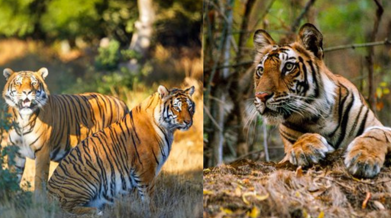 The second tiger reserve is coming up in Kaimur to boost wildlife tourism in Bihar.