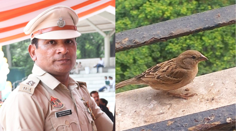 World Sparrow Day: A call to bring back the chirping of our childhood.
